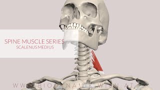 Scalenus Medius Spine Muscle Series Part 17 3D Animation [upl. by Myers]