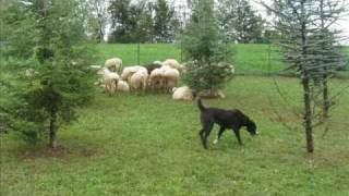 CANI DA GUARDIA  NEERA del Turkmeno  Cane da guardia e protezione familiare [upl. by Anayia]