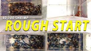 We Bought OVER 40000 Shrimp for our Aquariums It didnt Start Well [upl. by Norrej]