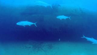 Uboat Wreck Dive U2513 Revealed 19441951  Nautilus Live [upl. by Elleahcim]