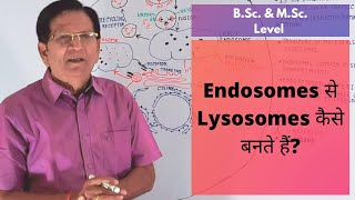 How Are Lysosomes Formed from Endosomes  BSc amp MSc Level [upl. by Nylarac]