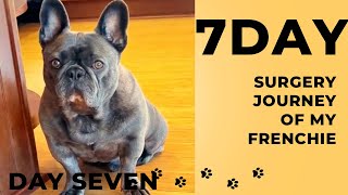 7 Day Surgery Journey of my FrenchieDay Seven [upl. by Licht]