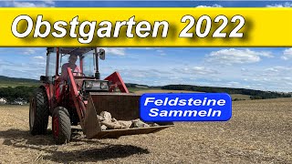 Mit den Traktor und Hund zum Sammeln von Feldsteinen Der Gutbrod 4300 mit Frontlader [upl. by Aivalf]