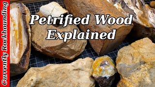 Petrified Wood  What Do You Really Know About It [upl. by Meridith]