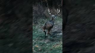 Big Buck Steps BACKWARDS Into Shooting Lane What Are The Odds hunting deerhunting deer [upl. by Hayidah]