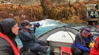 Explore the subantarctic islands [upl. by Oek]