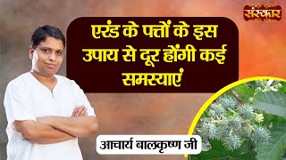 एरंड के पत्तों से दूर होंगी कई समस्याएं  Ayurvedic use of Castor Leaves  Acharya Balkrishna Ji [upl. by Arramahs]