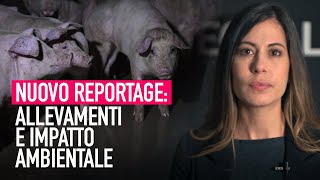 Limpatto ambientale degli allevamenti intensivi  Uninchiesta di Animal Equality [upl. by Nahsrad]