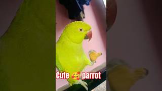 Cute parrot Talking mummy and papa cute 🥰 voice shots viral [upl. by Ahsertal]