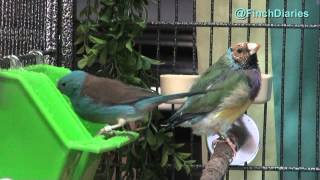 Finch Diaries  Blue Capped Cordon Bleu Finally Takes A Bath Feb 7 2015 [upl. by Sapers643]