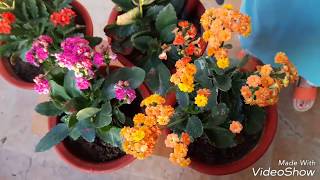 Care and Propagation of Kalanchoe plant [upl. by Innad]