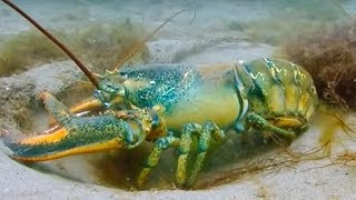 Lobsters Fighting to Breed  Blue Planet  BBC Earth [upl. by Lasiaf930]