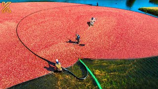 Cranberry Harvest How American Farmers and Around the World Harvest 220 Tons Of Cranberries A Year [upl. by Sidwohl510]