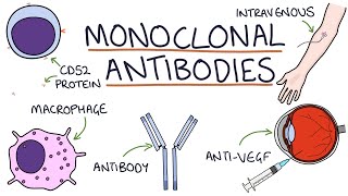 How do monoclonal antibodies work Rituximab infliximab adalimumab and others [upl. by Nauqes]