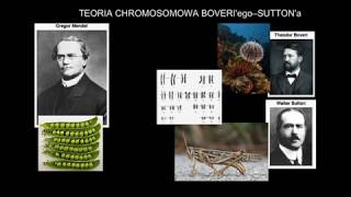 Teoria chromosomowa Boveriego i Suttona [upl. by Siram]