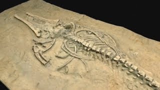 Science finally solves ancient whale graveyard mystery [upl. by Iralav269]