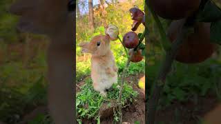 Rabbit eating figs Cute pet debut plan Rabbit Pastoral cute pet [upl. by Aerdnek]