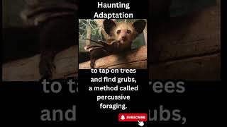 Knock Knock Unlocking Secrets with the AyeAye Lemurs Magic Finger lemur animalfacts [upl. by Ethelred]