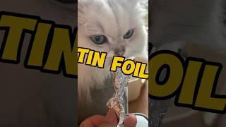 Laifu amp Tin foilcat cutecat tinfoil [upl. by Nogem]