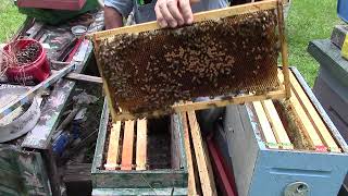 MVI 2104 What I do with a double deep hive with a super that the bees havent been working working [upl. by Earvin]