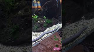 Aquatic Caecilian si perenang ulung aquarium snake binatang animals shortvideo fyp [upl. by Ayahs231]