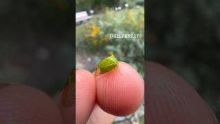 Buffalo Treehopper Handling 🦬 [upl. by Cecily]