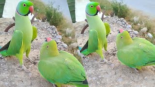 Parrots Compilation Show Video Parrot Green [upl. by Ennairak445]