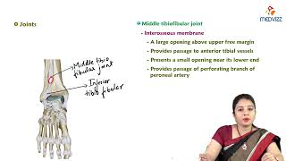 17 Tibiofibular Joint  Anatomy  MBBS Lecture [upl. by Ardnosak119]