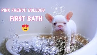 Pink Big Rope French Bulldog’s First Bath 😍 [upl. by Sower]