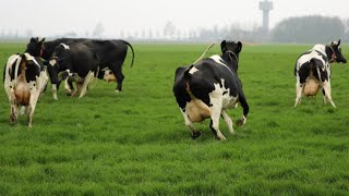 HAPPY COWS DANCING RUNNING SKIPPING OUT AND JUMPING IN THE FIELD VIDEO [upl. by Cruz]