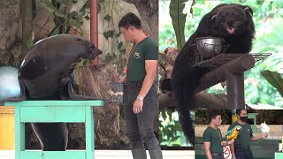 Zoo Negara Malaysia  Multianimal Show [upl. by Sibell502]