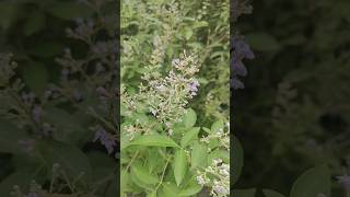 निर्गुंडी का पौधा  Vitex negundo  Chinese chaste tree plant nature medicine [upl. by Neelac973]