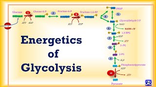 5 Glycolysis Energetics  Carbohydrate Metabolism5  Biochemistry  NJOY Biochemistry [upl. by Afital]