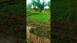 Mera khet ka video [upl. by Llenol]