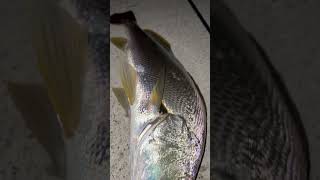 Mulloway jewfish caught on soft plastics mulloway fishing fish australia fishinglife [upl. by Lledroc]