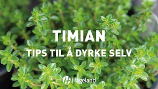 Timian  tips til å dyrke selv [upl. by Latif]