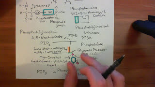 The Vascular Endothelial Growth Factor Part 4 [upl. by Neenahs]