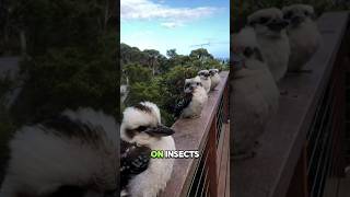 Kookaburra – The Laughter of the Forestkookaburra australianwildlife nature birdwatching [upl. by Crispas]