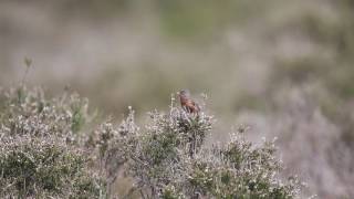 Dartford Warbler singing Dunwich Heath Suffolk [upl. by Tima313]