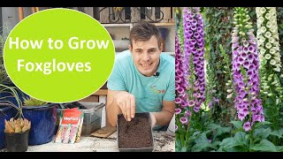 How to grow foxgloves from seed How to plant foxgloves aka Digitalis purpurea in the garden [upl. by Esdnyl]