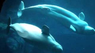 beluga whales mating [upl. by Annadiana683]