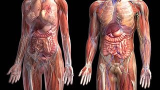 Como funciona el cuerpo humano  sus órganos y sistemas en 3D gratis [upl. by Anitsrhc]