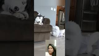 Prank sa dog shortvideo funny trendingshorts comedy shortsviral justforfun shortvideo [upl. by Fries]