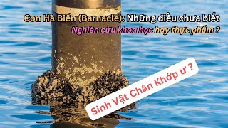 Khám Phá Thế Giới Hà Biển Sinh Vật Biển Kỳ Diệu Với Sức Bám Dính Kỳ Lạ  Barnacle [upl. by Michey]