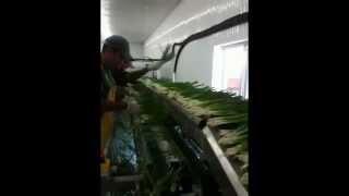 Spring onions processing [upl. by Sanborne]