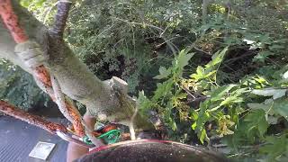 Arborist removing tree by house [upl. by Kapor]