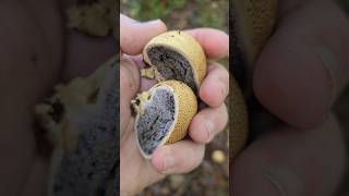 Le scleroderme citron scleroderme vessedeloup champignons nature apprendresuryoutube educatif [upl. by Ayerdna461]