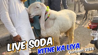 Kitne Ka liya  qurbani 2024  makhi china Bakre  Lahore Bakra Mandi shahpur kanjra [upl. by Ahsienahs]