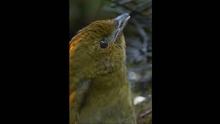 Bowerbird Mimics Sound of Playing Children  Viral Video  animal video  Birds shorts viral [upl. by Demy750]