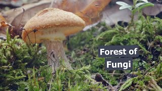 Fall Mushroom ID Guide Edible Finds amp One Deadly Lookalike 🍄🍂 [upl. by Unhsiv]